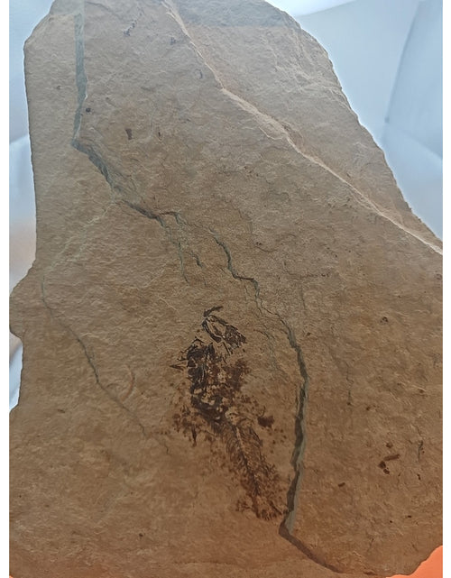 Load image into Gallery viewer, 6lbs Fish fossil plate W/stand
