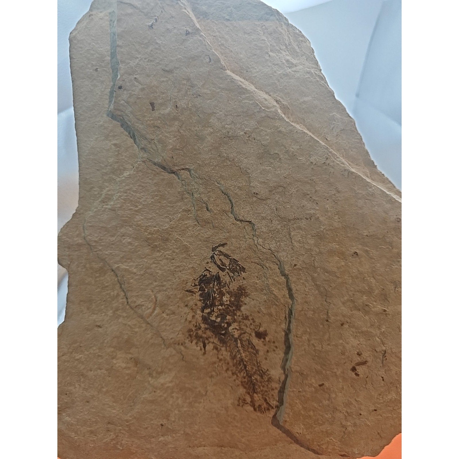 6lbs Fish fossil plate W/stand