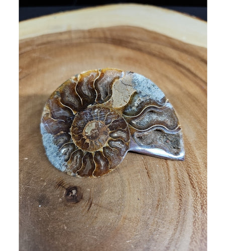 Ammonite Fossil Small 52g