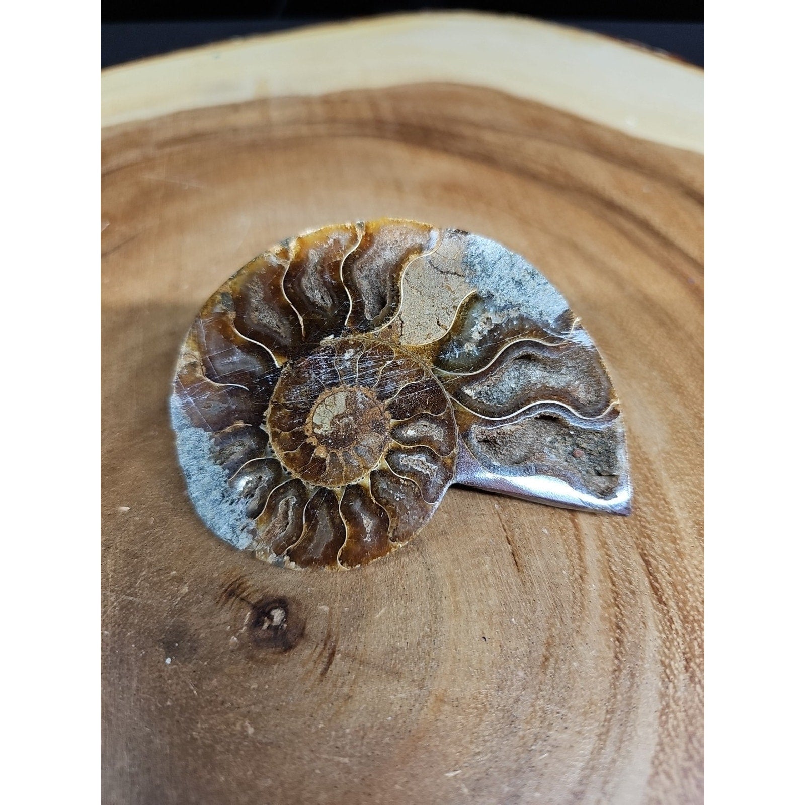Ammonite Fossil Small 52g