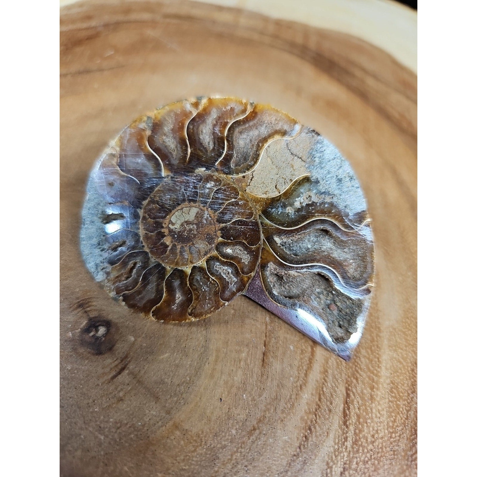 Ammonite Fossil Small 52g