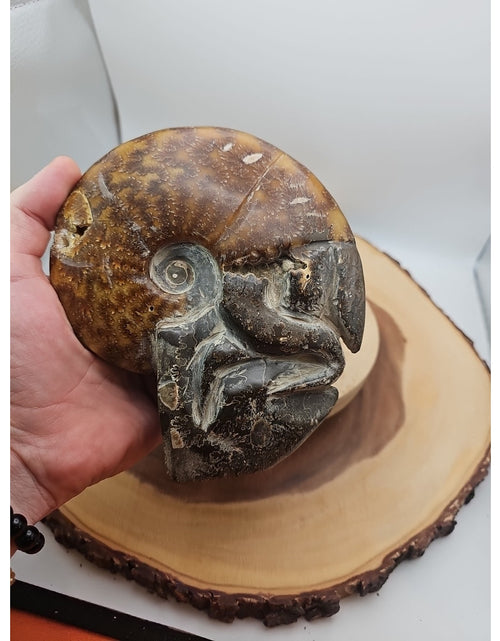 Load image into Gallery viewer, 1.82LB Rare! Natural Tentacle Ammonite FossilSpecimen Shell Healing Madagascar
