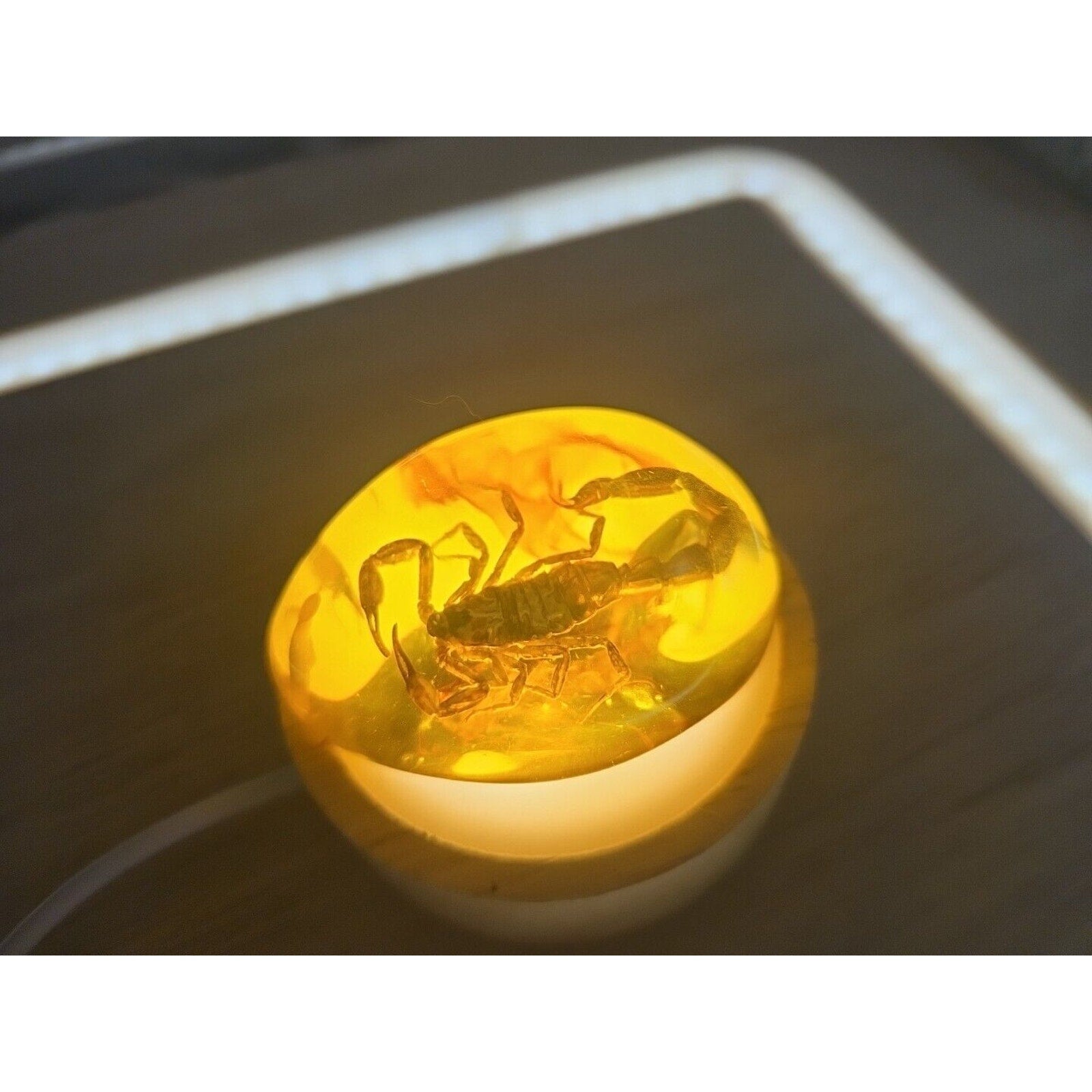 1 Ea Beautiful Amber Scorpions Fossil Manual Polishing Lucky Ornament