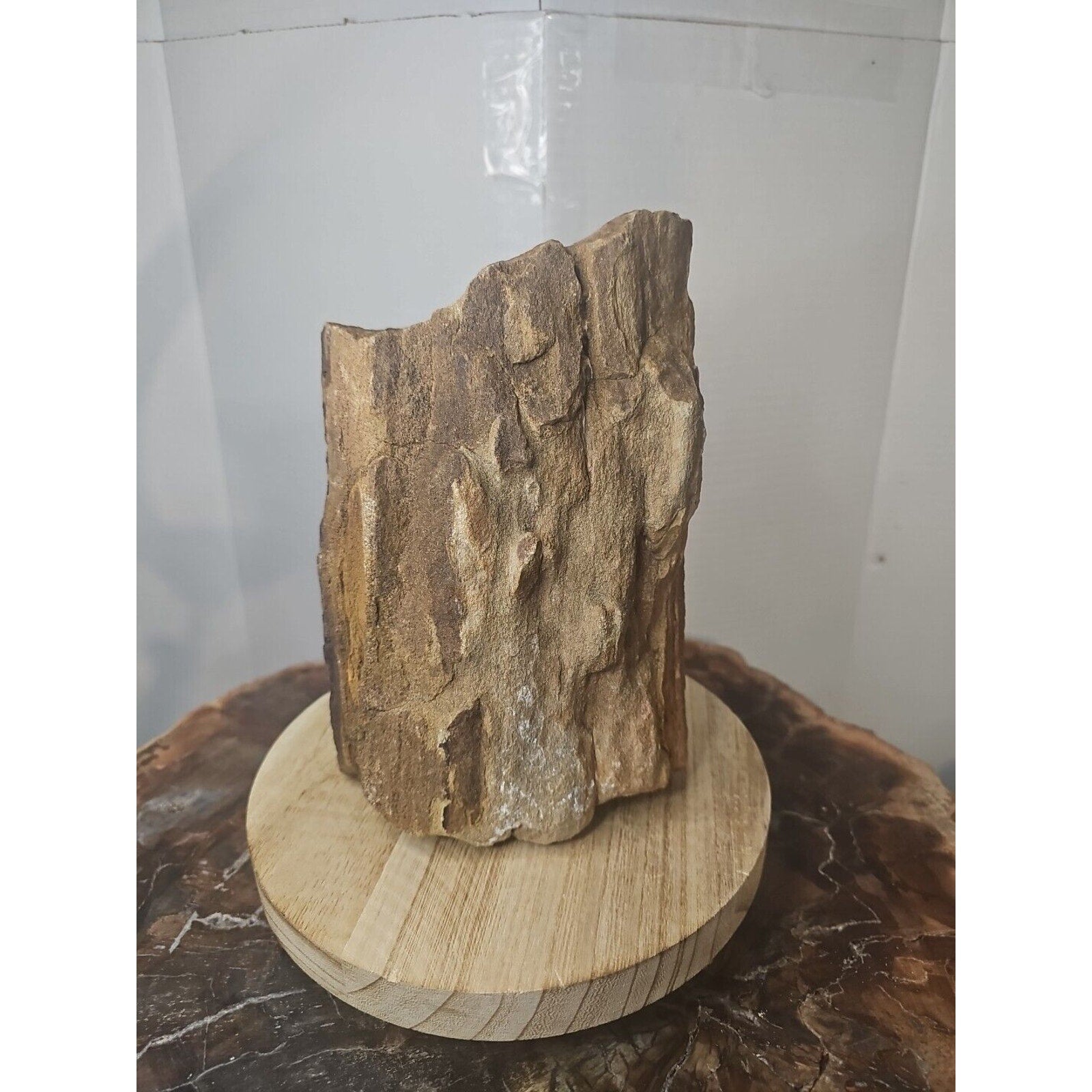 ❤️‍🔥Texas Petrified Wood! Raw Cool Details W/Stand Great Display