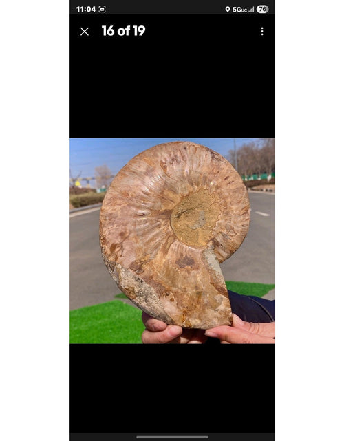 Load image into Gallery viewer, 603G Huge Rare! Natural Tentacle Ammonite Fossil Specimen Shell Madagas
