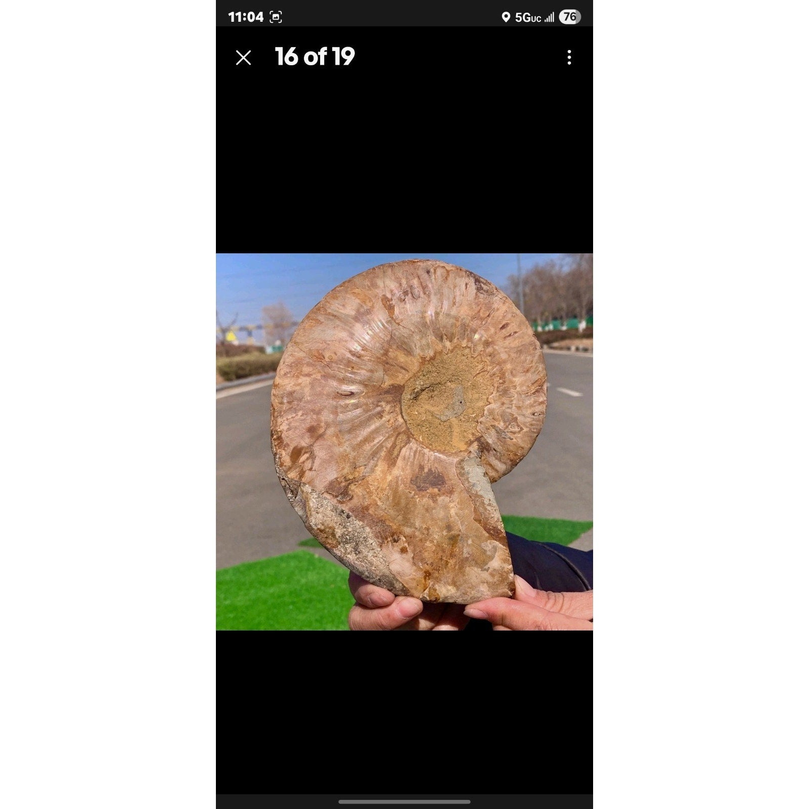 603G Huge Rare! Natural Tentacle Ammonite Fossil Specimen Shell Madagas