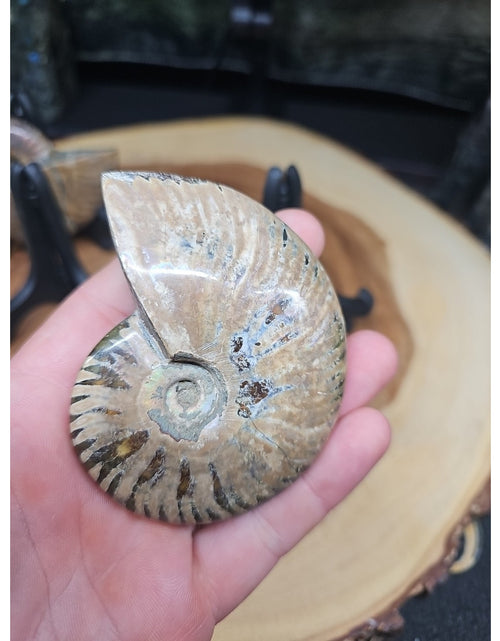 Load image into Gallery viewer, 1 Each Ammonite Fossil Polished From Madagascar 145-175 Grams W/stand

