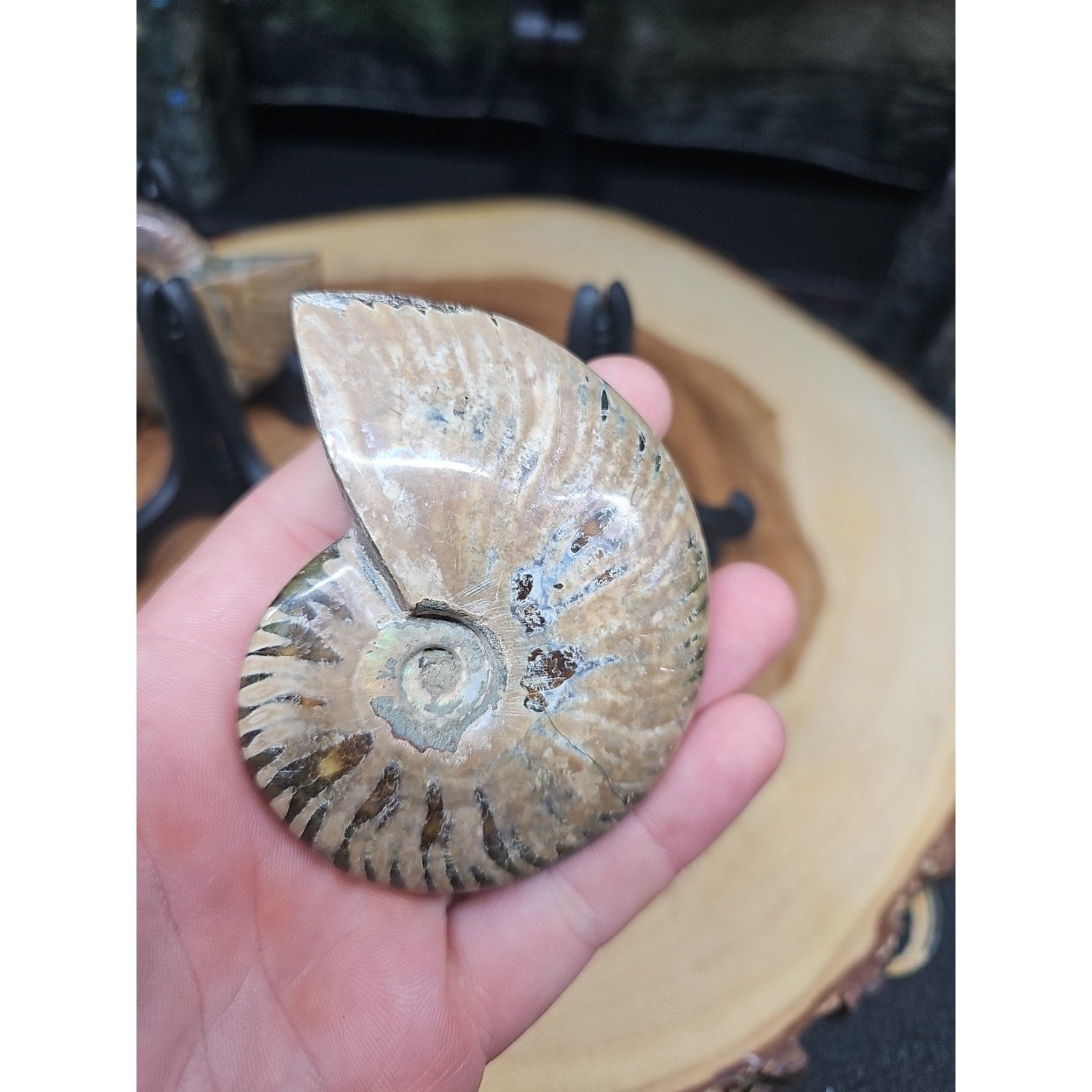 1 Each Ammonite Fossil Polished From Madagascar 145-175 Grams W/stand