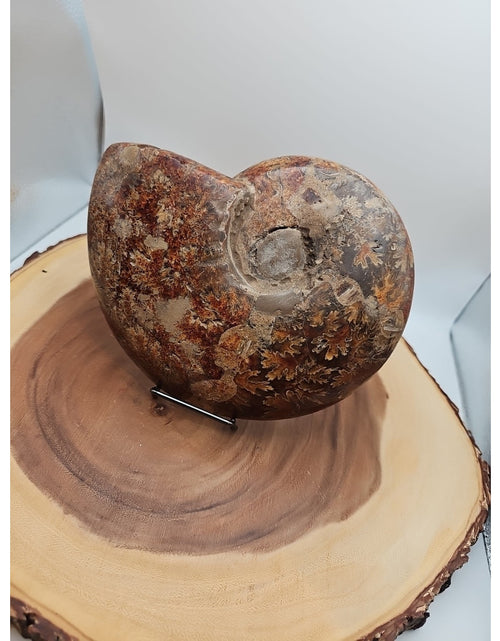 Load image into Gallery viewer, 2.36LB Rare! Natural Ammonite Fossil Specimen Shell Madagascar
