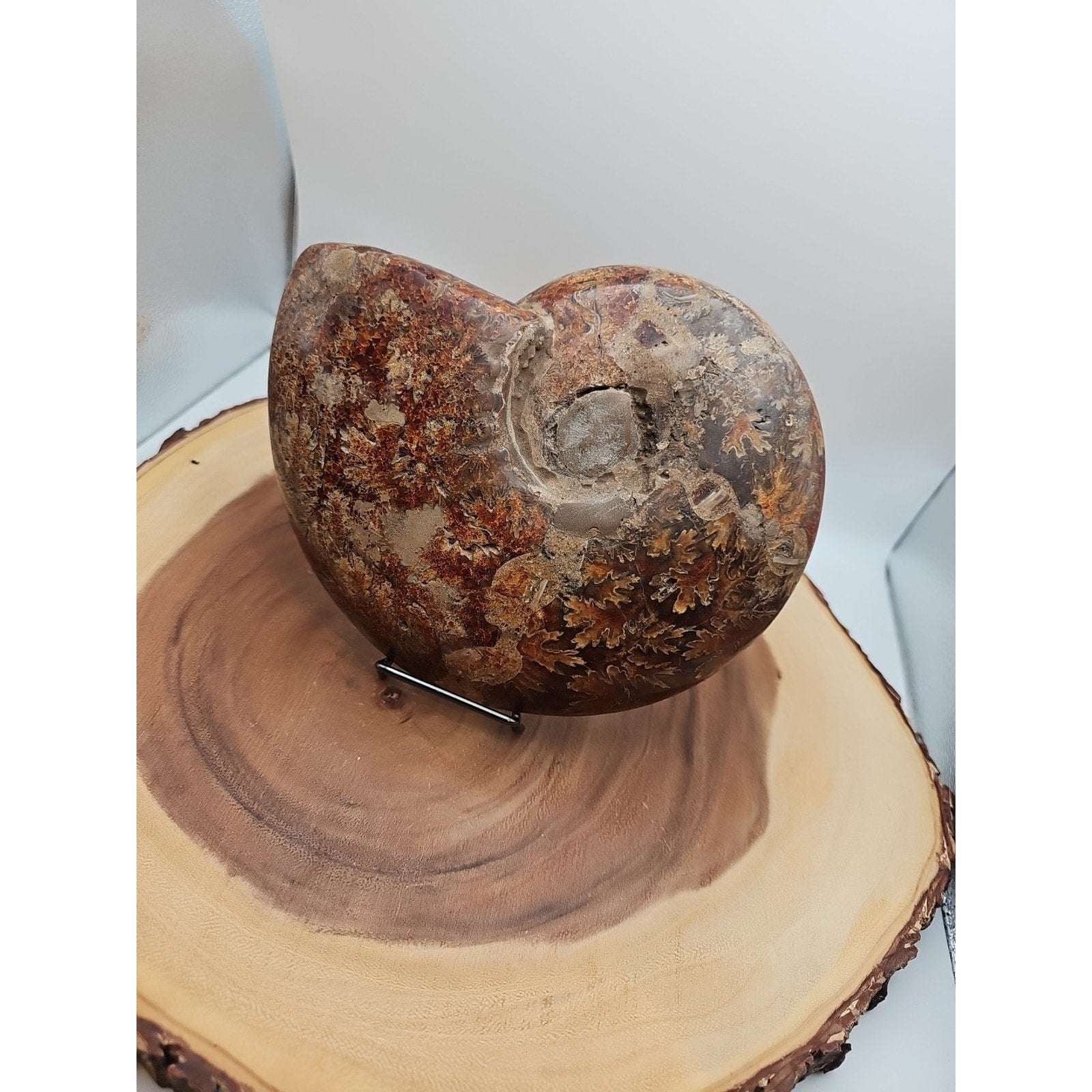 2.36LB Rare! Natural Ammonite Fossil Specimen Shell Madagascar