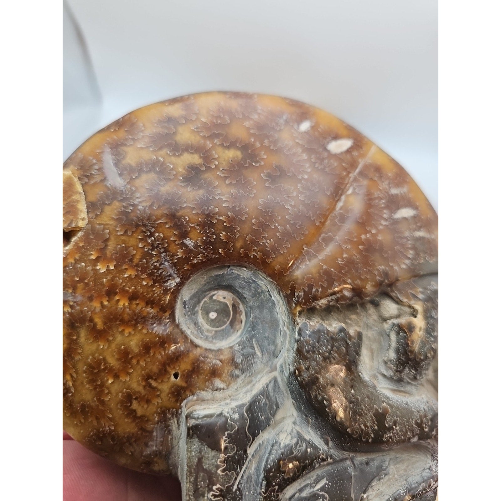 1.82LB Rare! Natural Tentacle Ammonite FossilSpecimen Shell Healing Madagascar