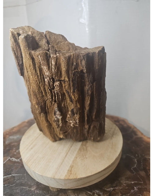 Load image into Gallery viewer, ❤️‍🔥Texas Petrified Wood! Raw Cool Details W/Stand Great Display
