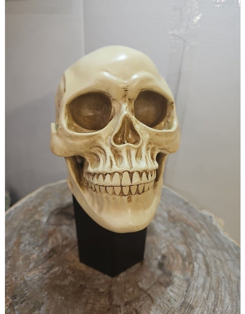 Load image into Gallery viewer, Realistic Human Skull Replica Decor Decoration Resin
