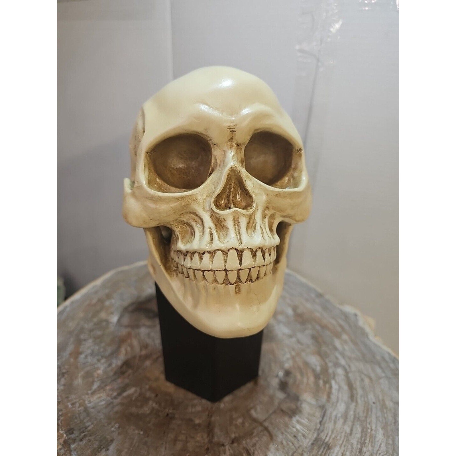 Realistic Human Skull Replica Decor Decoration Resin