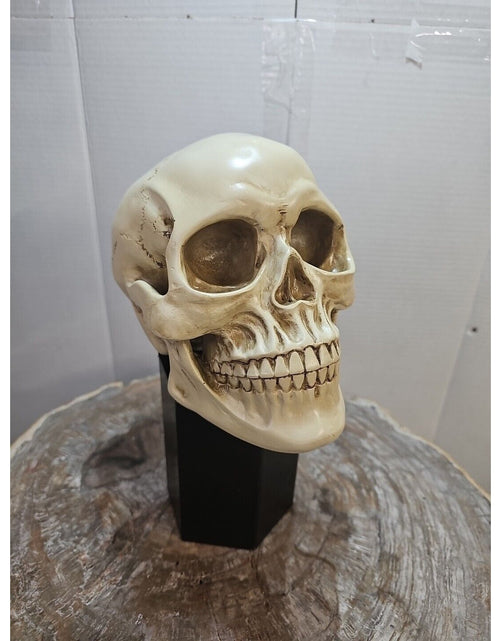 Load image into Gallery viewer, Realistic Human Skull Replica Decor Decoration Resin
