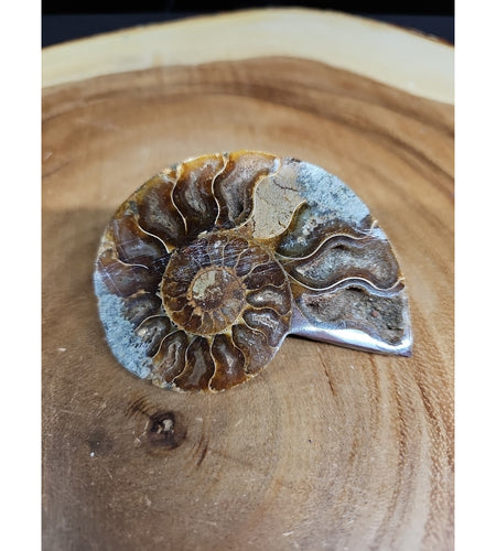 Ammonite Fossil Small 52g