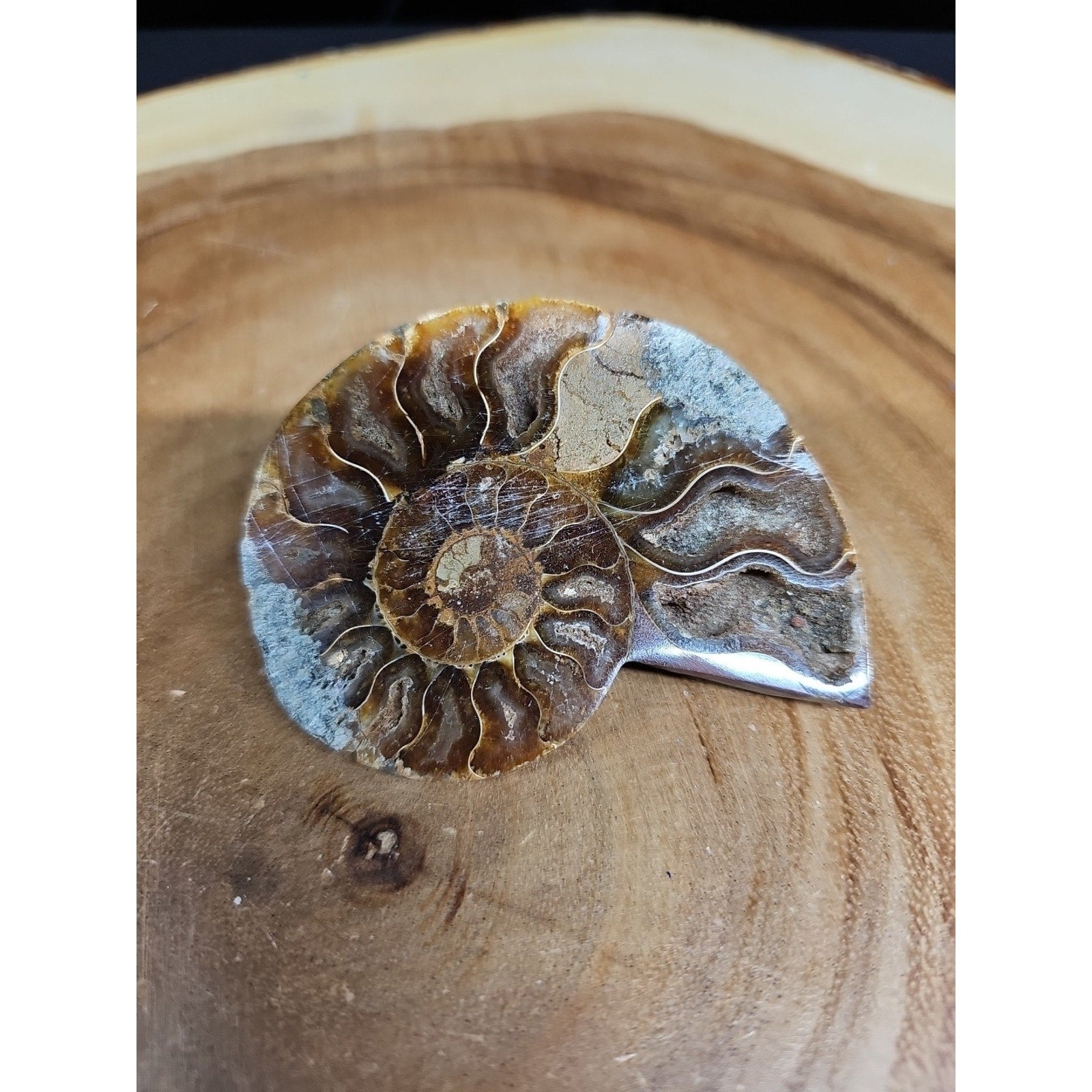 Ammonite Fossil Small 52g