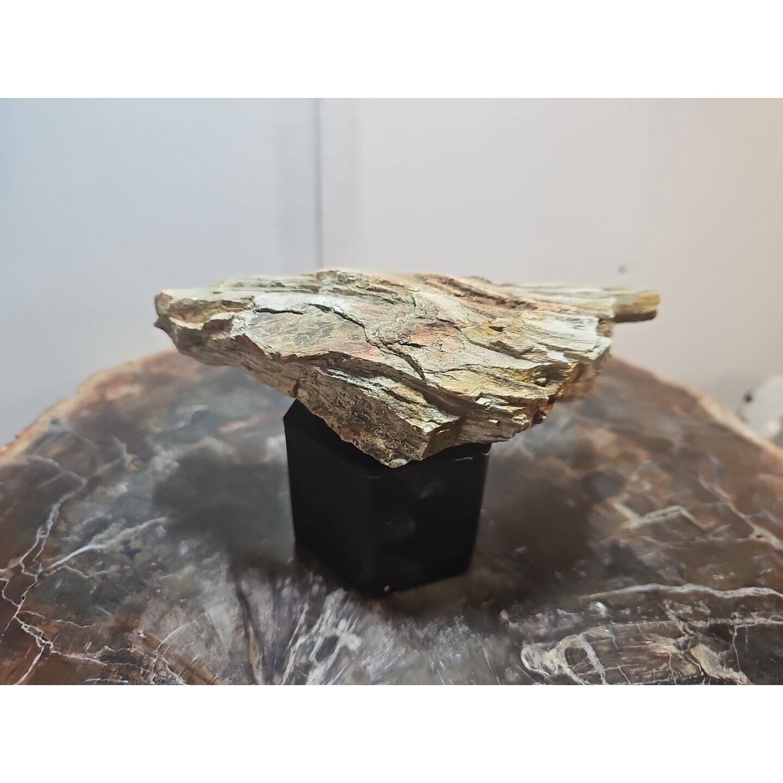 1.06lbs Texas Petrified Wood Rough