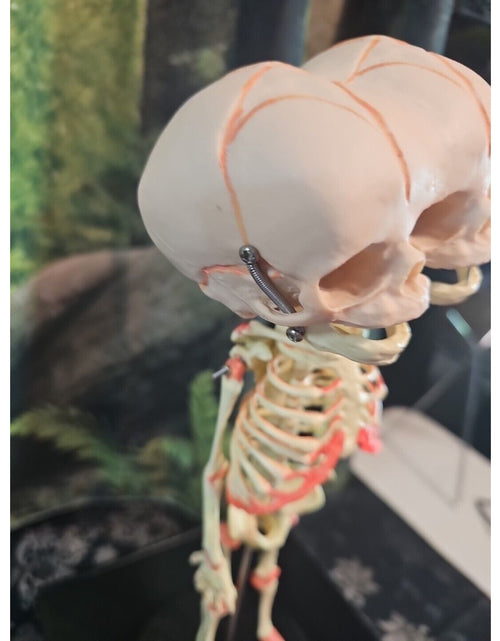 Load image into Gallery viewer, Pinyl vinyl chloride skeleton of abnormal infant
