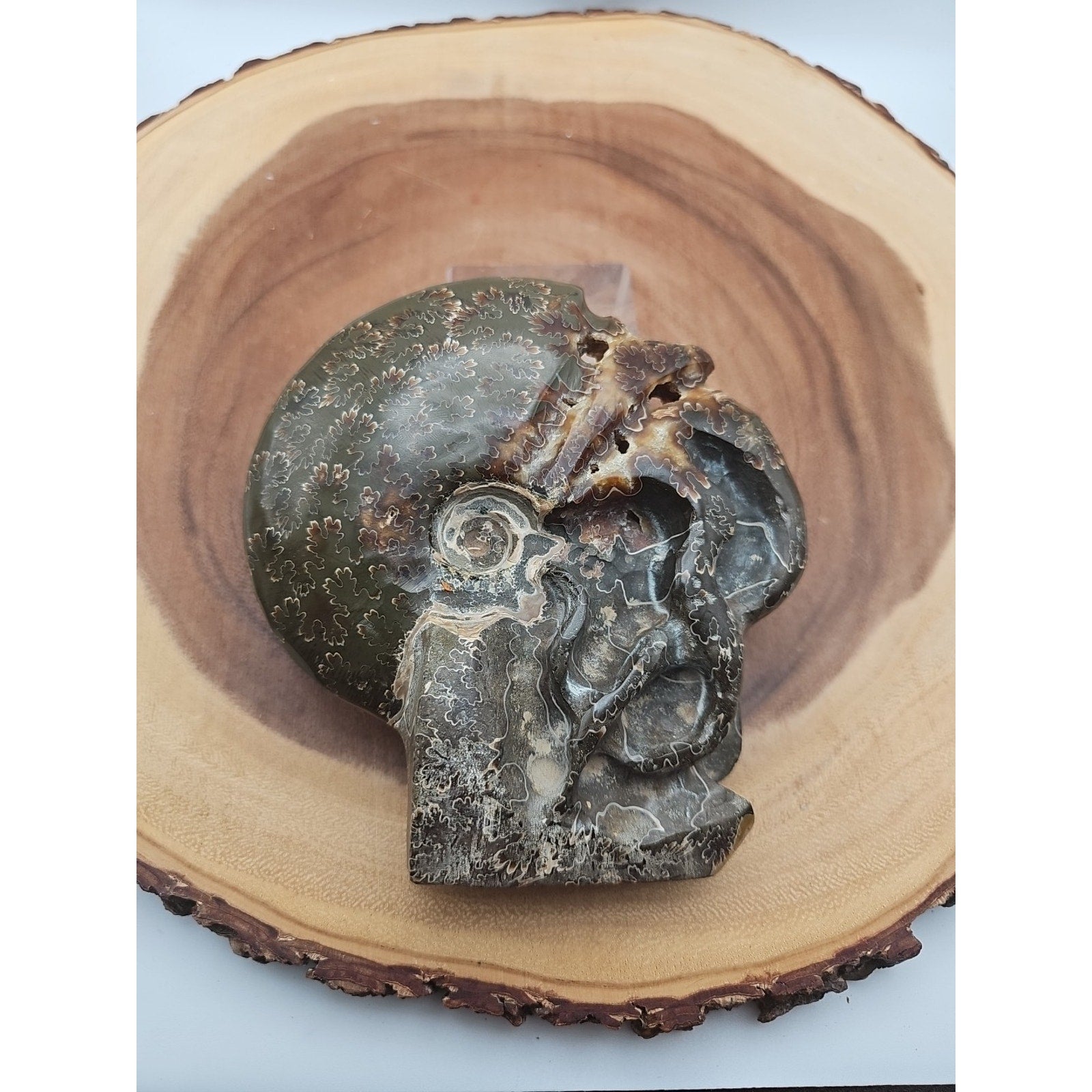 1.32LB Rare! Natural Tentacle Ammonite Fossil Specimen Shell Madagascar
