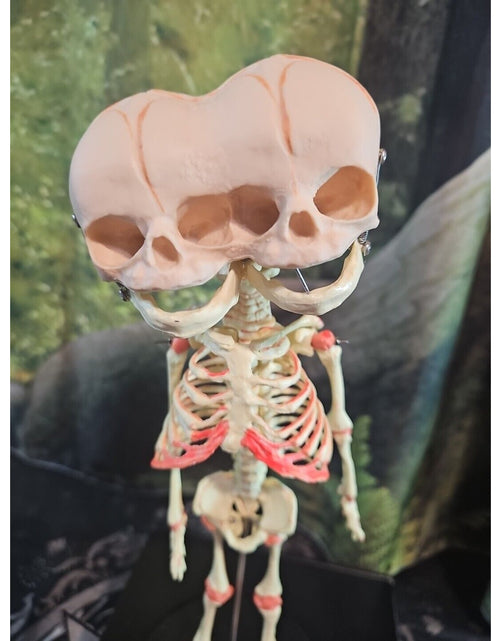 Load image into Gallery viewer, Pinyl vinyl chloride skeleton of abnormal infant
