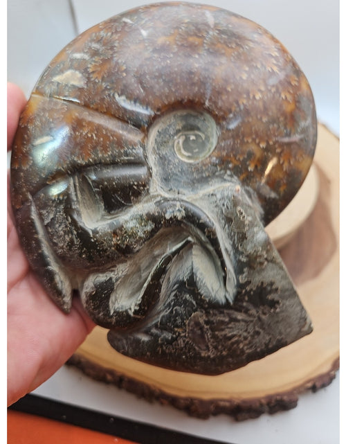 Load image into Gallery viewer, 1.82LB Rare! Natural Tentacle Ammonite FossilSpecimen Shell Healing Madagascar
