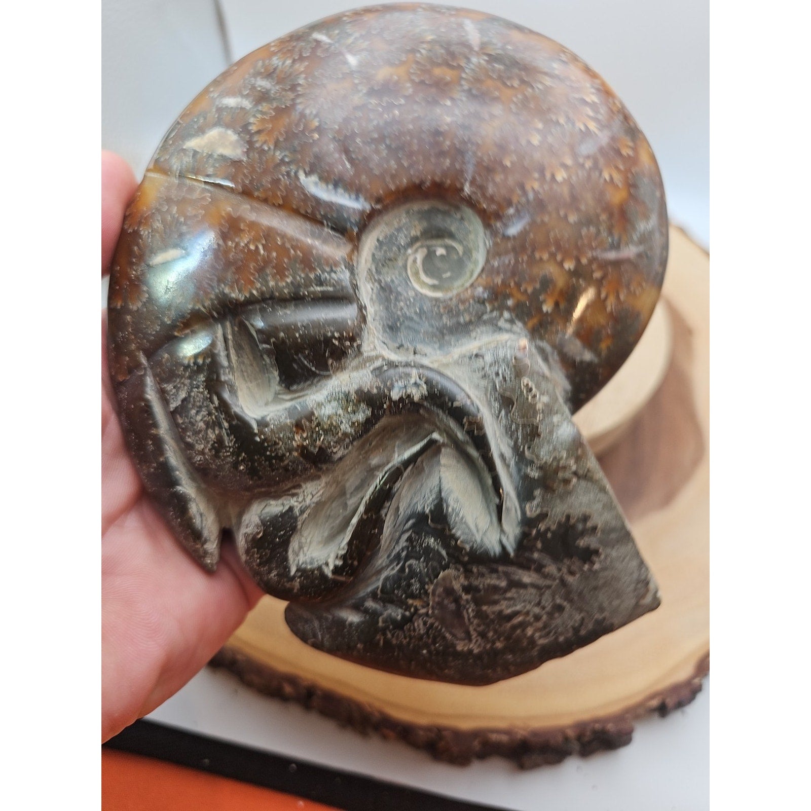 1.82LB Rare! Natural Tentacle Ammonite FossilSpecimen Shell Healing Madagascar