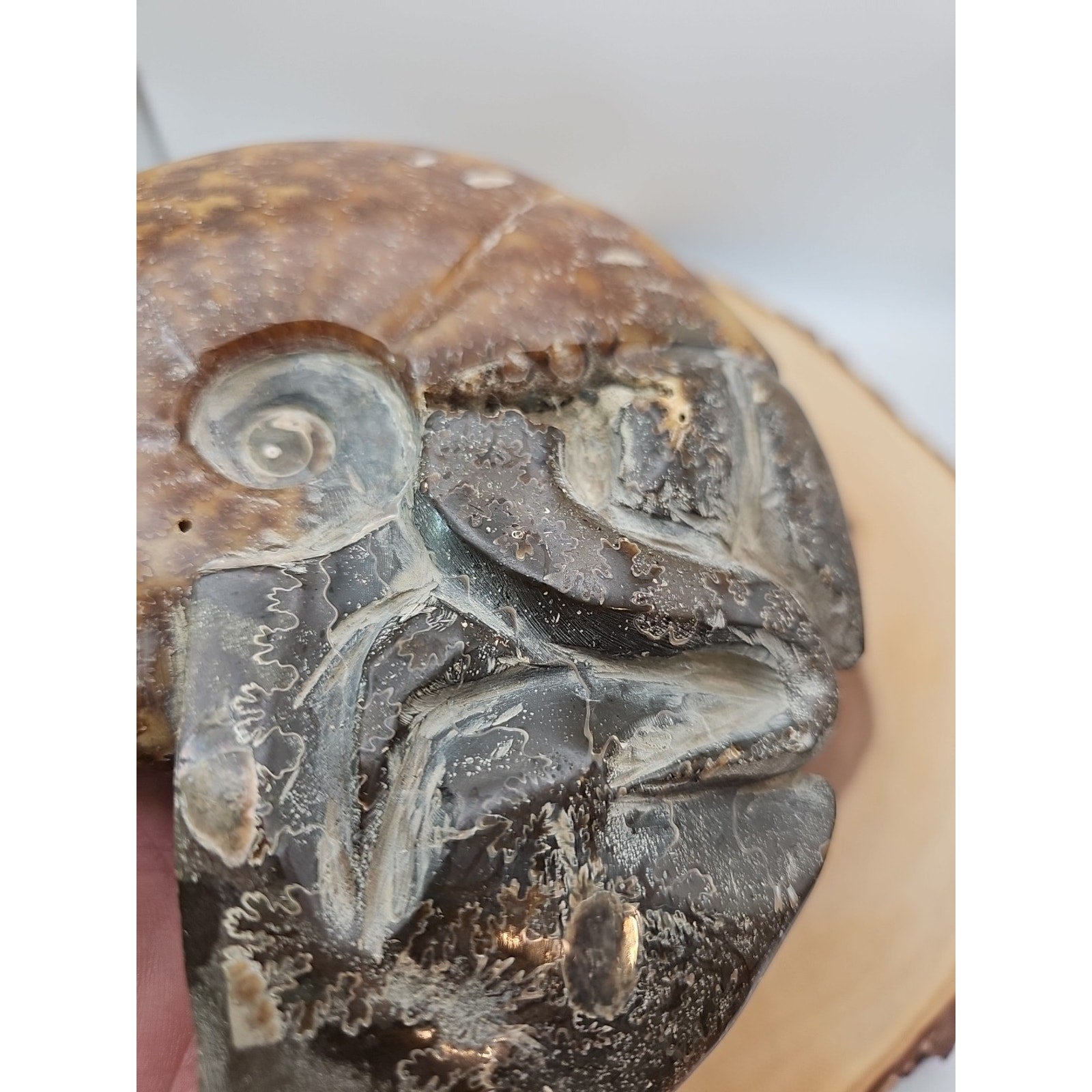 1.82LB Rare! Natural Tentacle Ammonite FossilSpecimen Shell Healing Madagascar