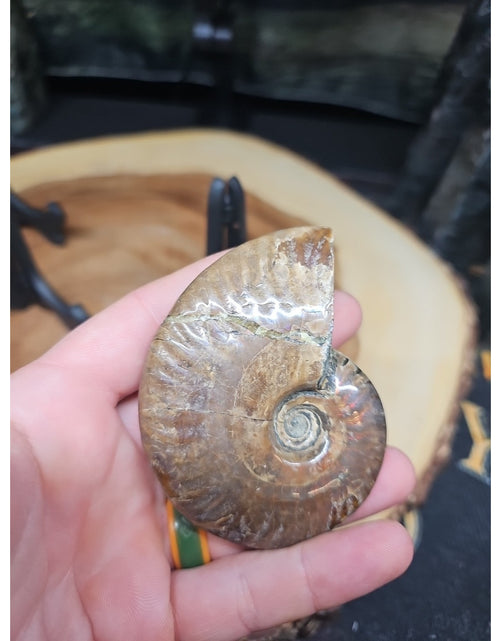 Load image into Gallery viewer, 1 Each Ammonite Fossil Polished From Madagascar 145-175 Grams W/stand
