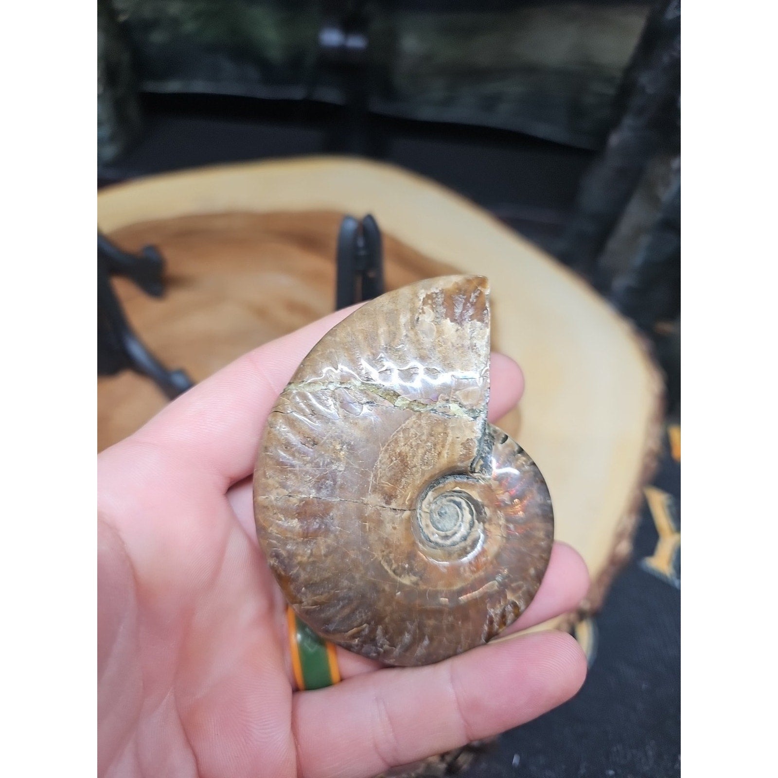1 Each Ammonite Fossil Polished From Madagascar 145-175 Grams W/stand