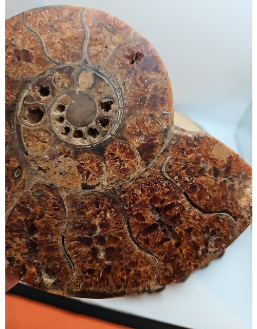 Load image into Gallery viewer, 2.36LB Rare! Natural Ammonite Fossil Specimen Shell Madagascar
