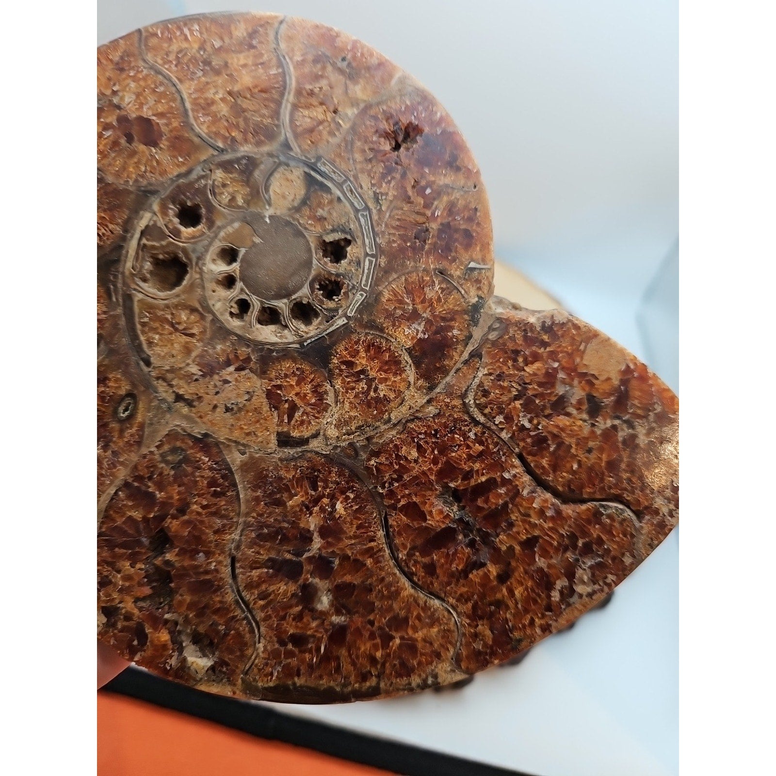 2.36LB Rare! Natural Ammonite Fossil Specimen Shell Madagascar