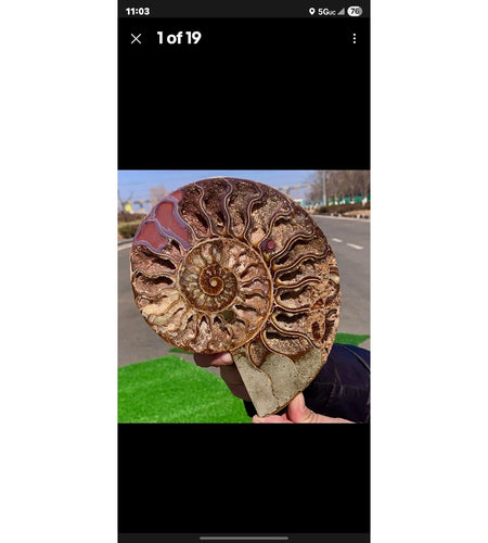 603G Huge Rare! Natural Tentacle Ammonite Fossil Specimen Shell Madagas