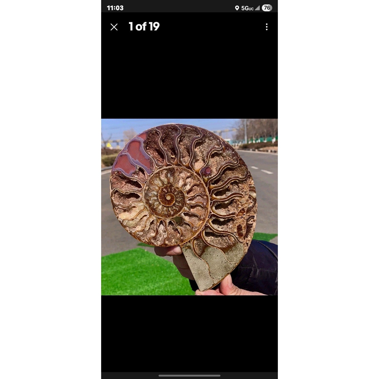 603G Huge Rare! Natural Tentacle Ammonite Fossil Specimen Shell Madagas