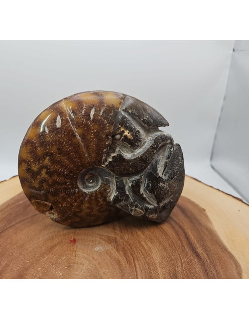 Load image into Gallery viewer, 1.82LB Rare! Natural Tentacle Ammonite FossilSpecimen Shell Healing Madagascar
