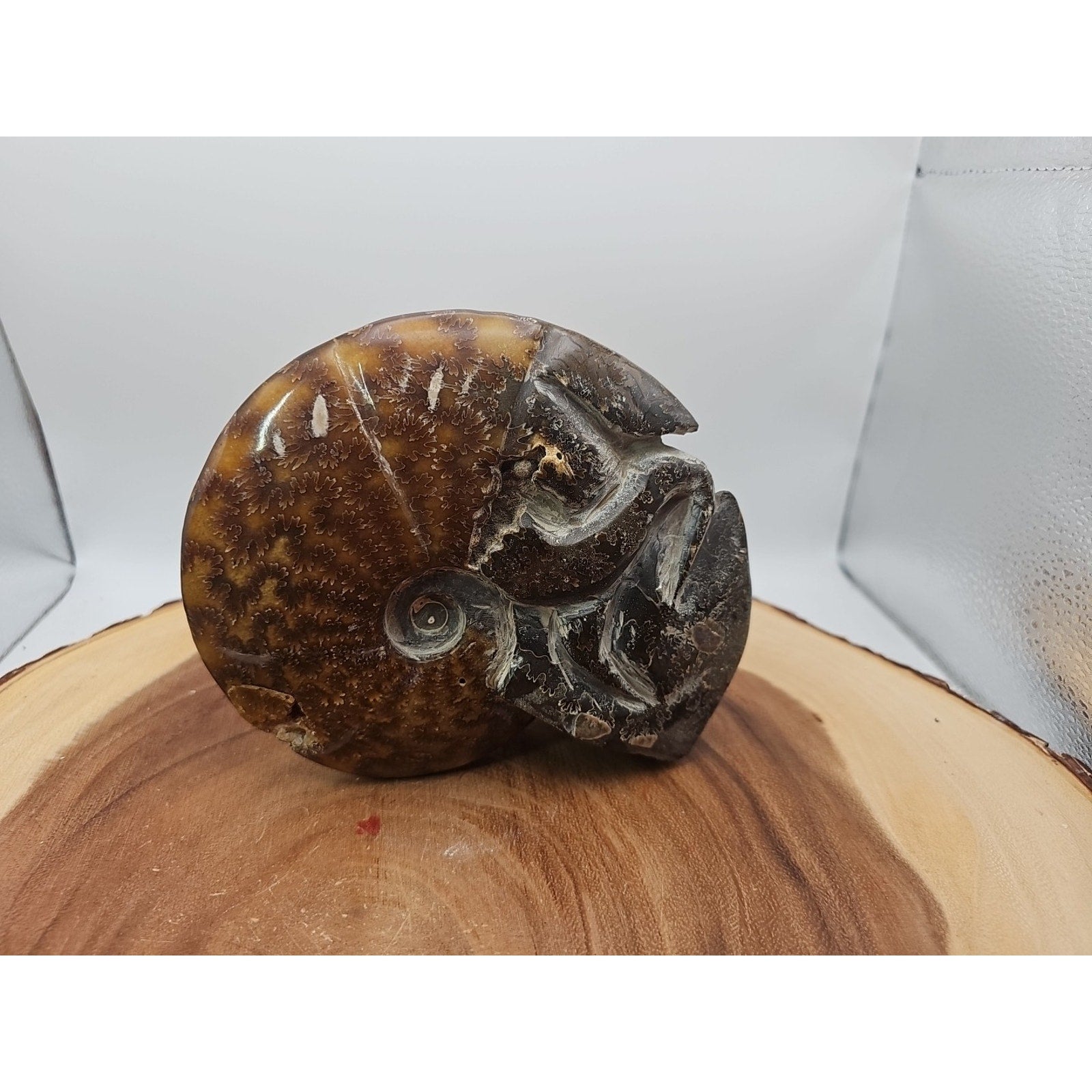 1.82LB Rare! Natural Tentacle Ammonite FossilSpecimen Shell Healing Madagascar