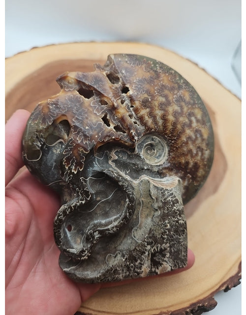 Load image into Gallery viewer, 1.32LB Rare! Natural Tentacle Ammonite Fossil Specimen Shell Madagascar
