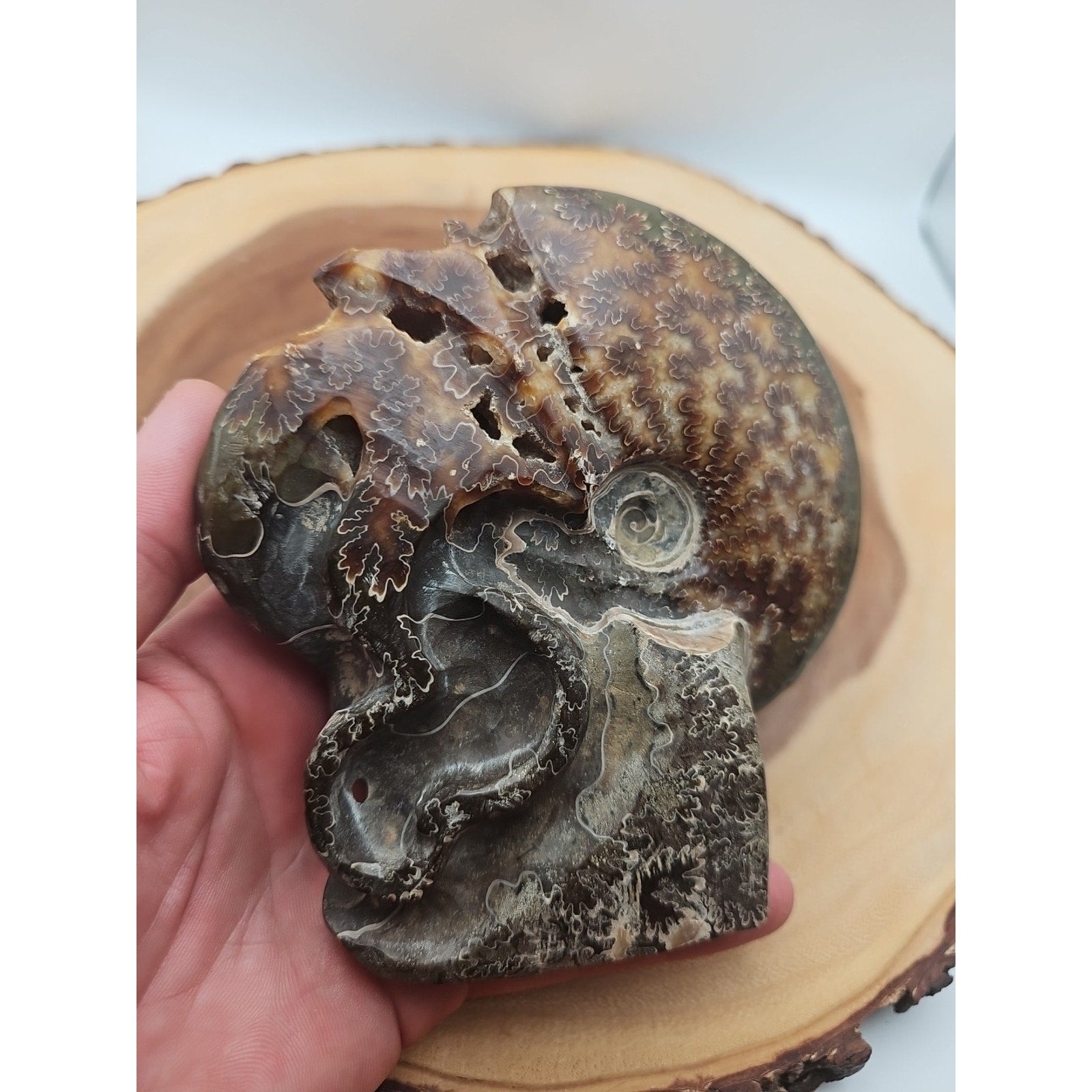1.32LB Rare! Natural Tentacle Ammonite Fossil Specimen Shell Madagascar