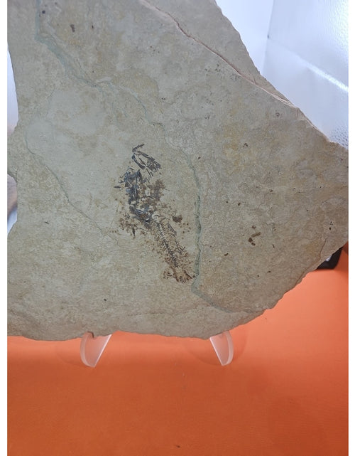 Load image into Gallery viewer, 6lbs Fish fossil plate W/stand
