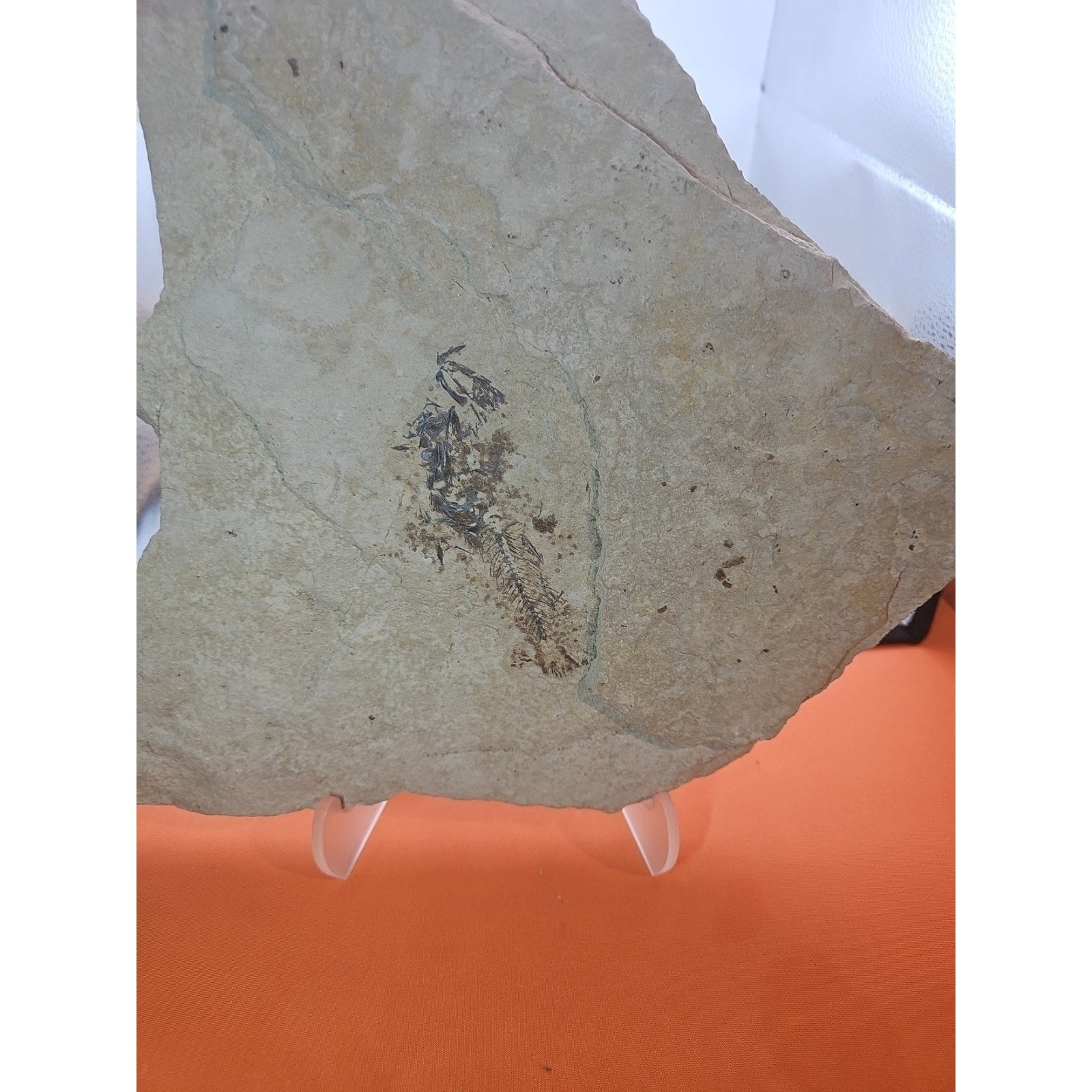 6lbs Fish fossil plate W/stand