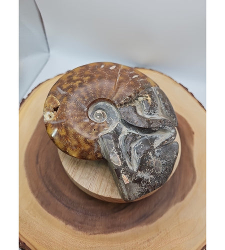 1.82LB Rare! Natural Tentacle Ammonite FossilSpecimen Shell Healing Madagascar