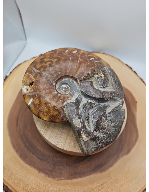 Load image into Gallery viewer, 1.82LB Rare! Natural Tentacle Ammonite FossilSpecimen Shell Healing Madagascar
