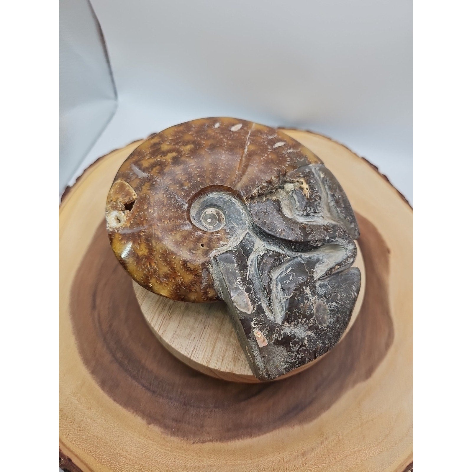 1.82LB Rare! Natural Tentacle Ammonite FossilSpecimen Shell Healing Madagascar