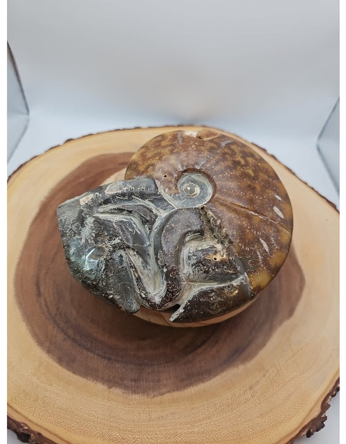 Load image into Gallery viewer, 1.82LB Rare! Natural Tentacle Ammonite FossilSpecimen Shell Healing Madagascar
