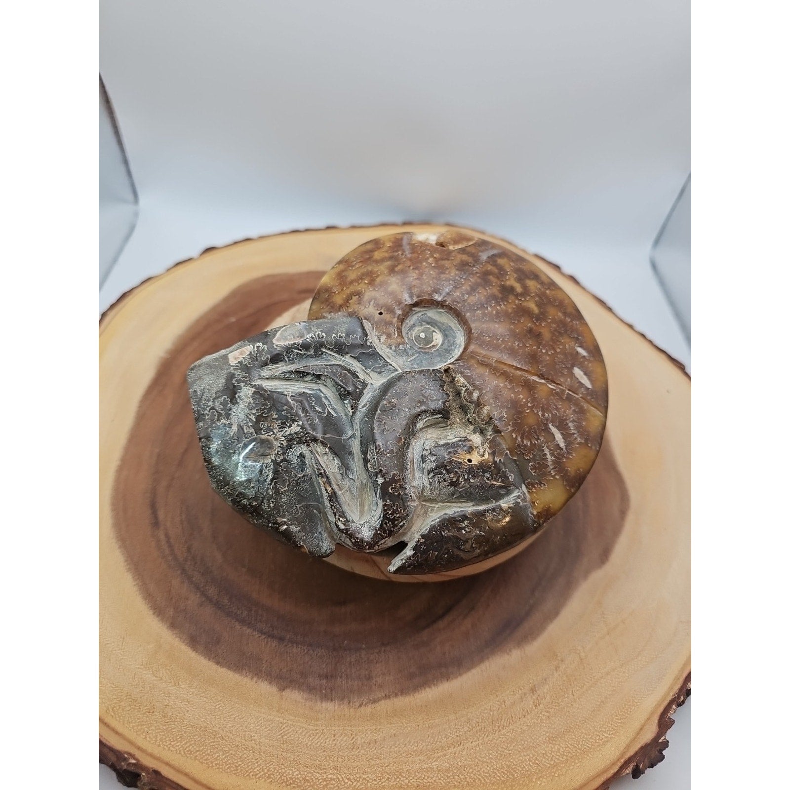1.82LB Rare! Natural Tentacle Ammonite FossilSpecimen Shell Healing Madagascar