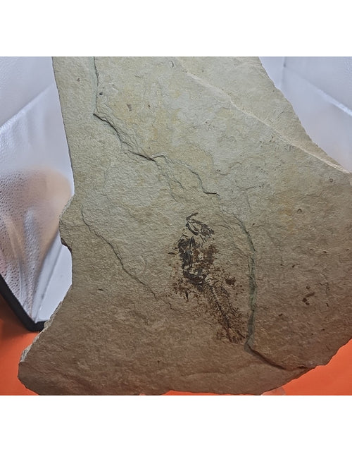 Load image into Gallery viewer, 6lbs Fish fossil plate W/stand
