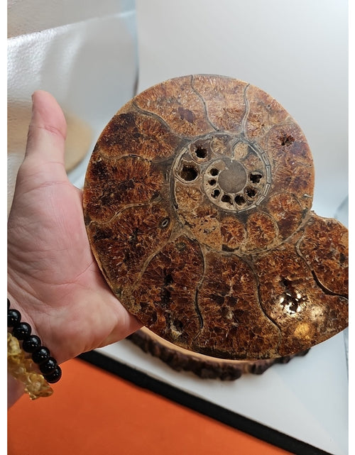 Load image into Gallery viewer, 2.36LB Rare! Natural Ammonite Fossil Specimen Shell Madagascar
