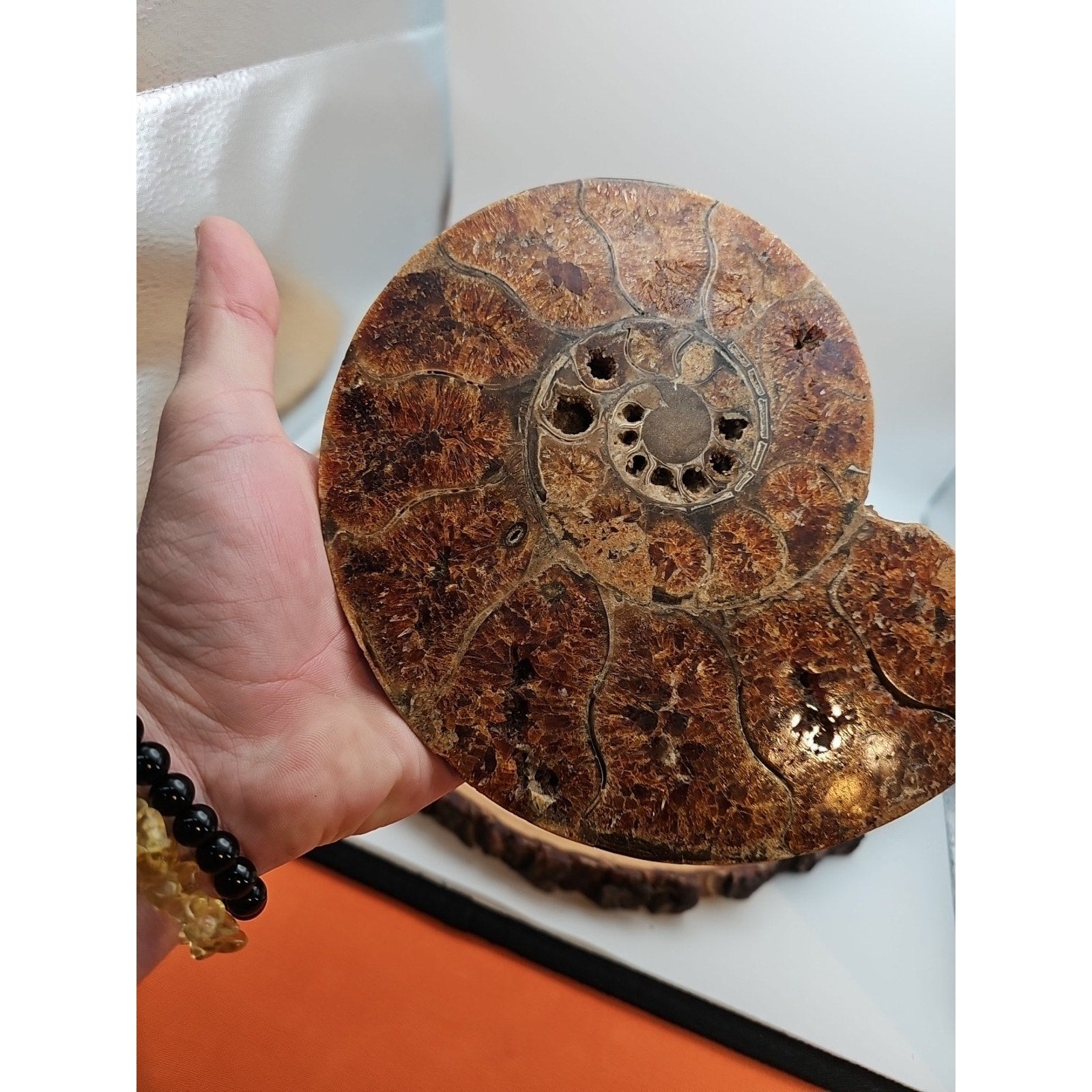 2.36LB Rare! Natural Ammonite Fossil Specimen Shell Madagascar