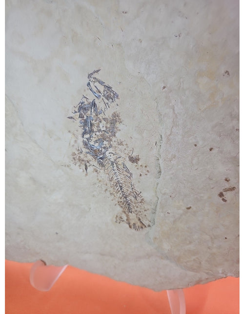 Load image into Gallery viewer, 6lbs Fish fossil plate W/stand

