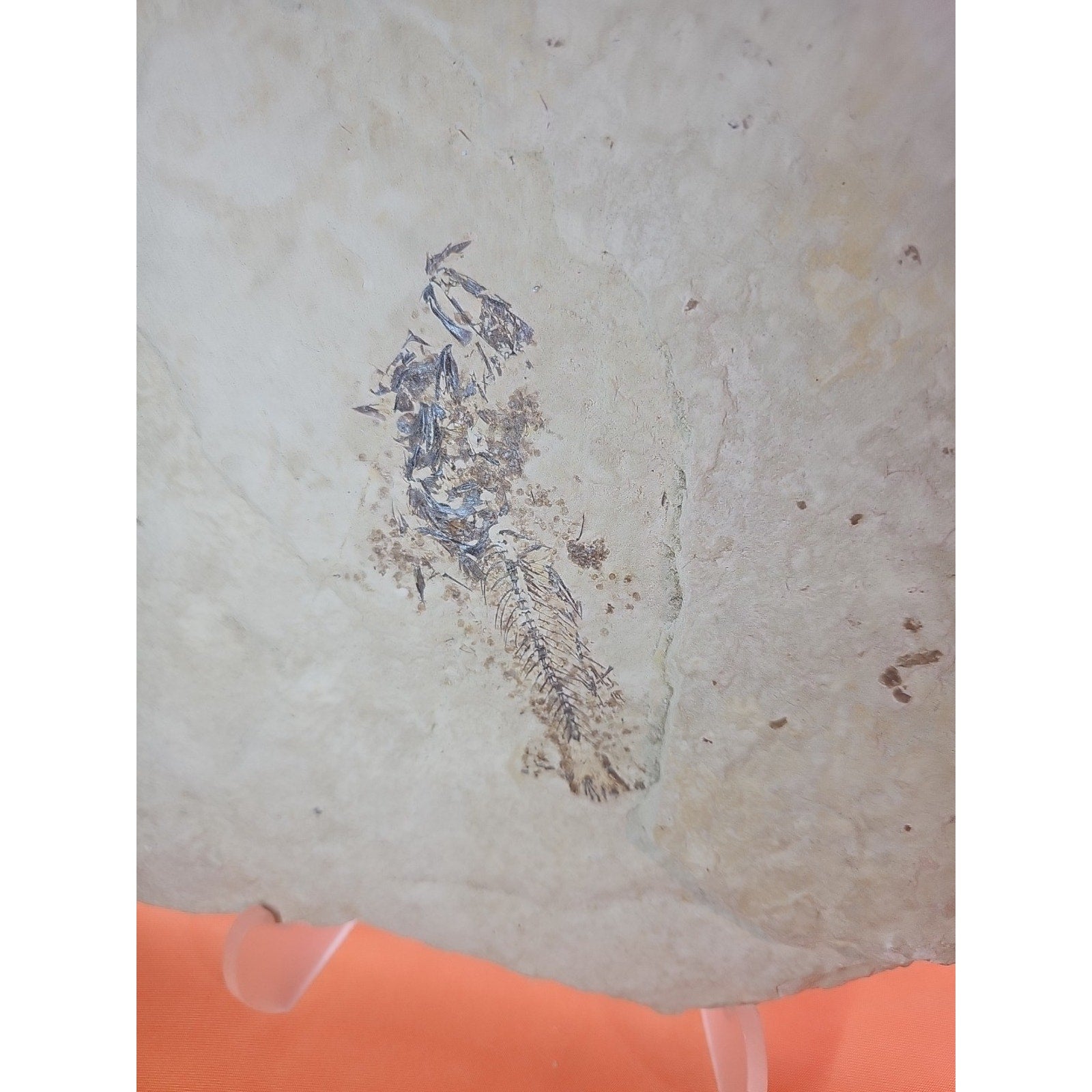 6lbs Fish fossil plate W/stand
